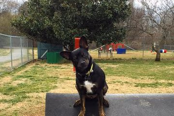 Maggie's Bark Park photo 1